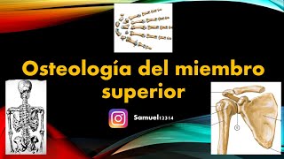 OSTEOLOGIA del MIEMBRO SUPERIOR 🦴✅ - miembro superior
