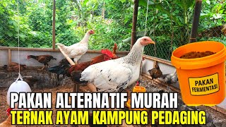 Bongkar Rahasia Untung 10 Ribu Per Kilo Dari Ternak Ayam Kampung Dengan Pakan Fermentasi Murah
