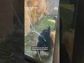 Bonobo cracks safety glass at Memphis Zoo exhibit