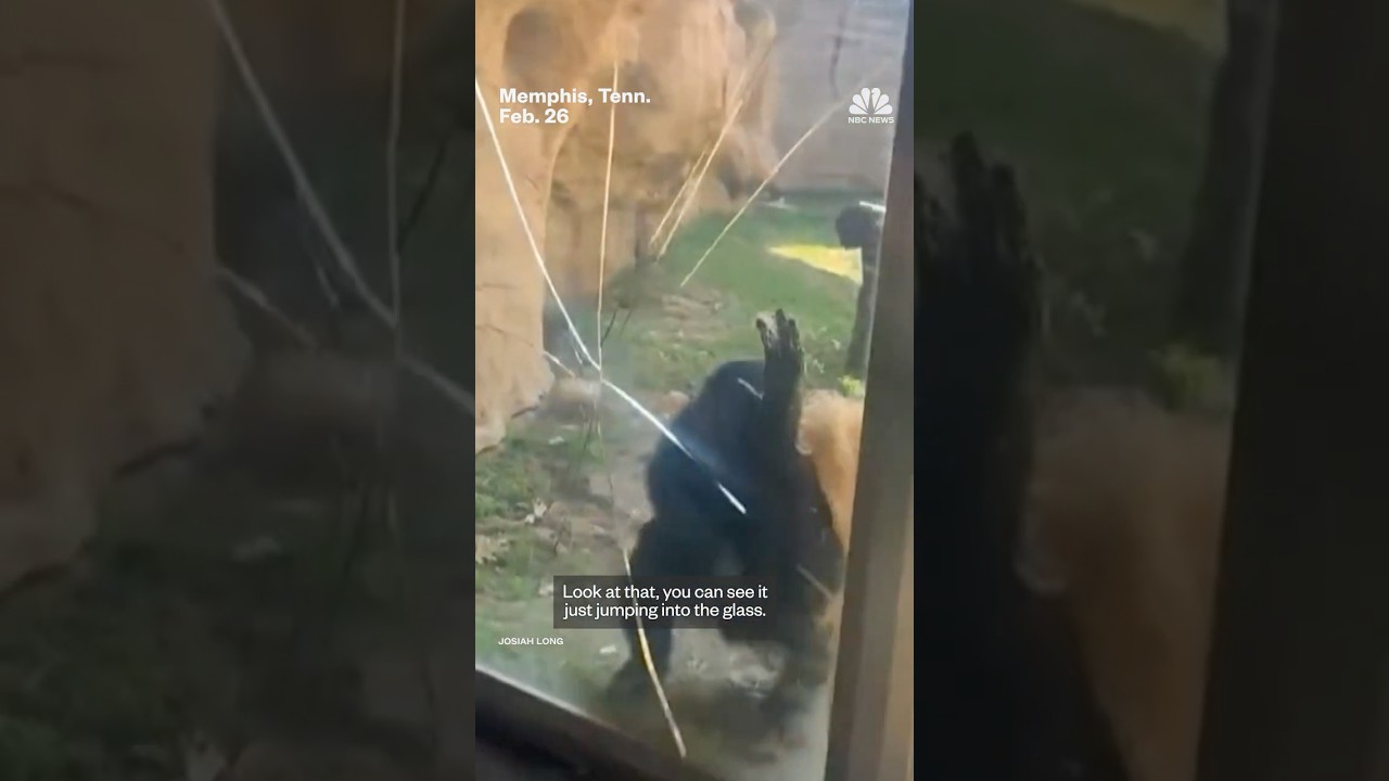 Bonobo cracks safety glass at Memphis Zoo exhibit Bonobo cracks safety glass at Memphis Zoo exhibit