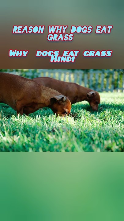 three-reasons-why-dog-eat-grass-shorts-viral-shortsfeed-doglover