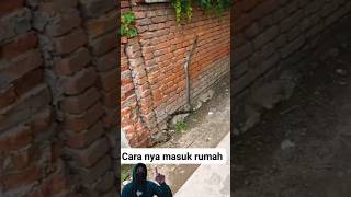 If It Wasn't Recorded, You Wouldn't Believe It: The Moment a Snake Crawls Up a House Wall