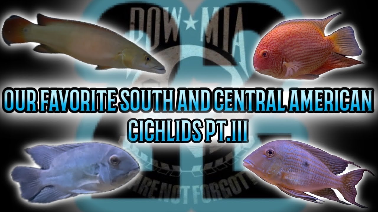 Cichlids from Central America　熱帯魚 Our Top 22 South and Central American CICHLIDS PART THREE