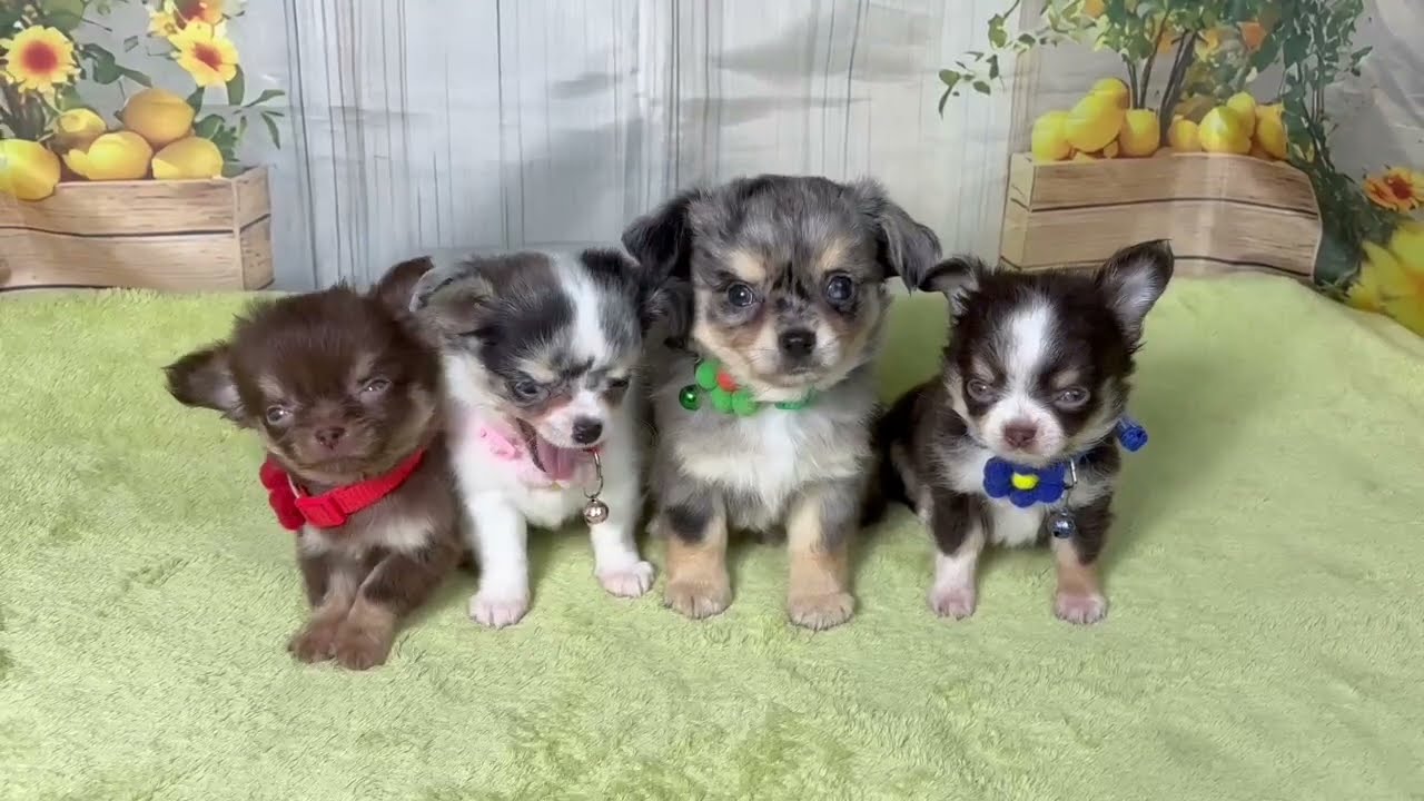 チワワ（ロングコート）の子犬（メス♀） 草加バイパス店 No.00762010