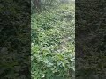 #Indian bihari kheti #2025boribhindi