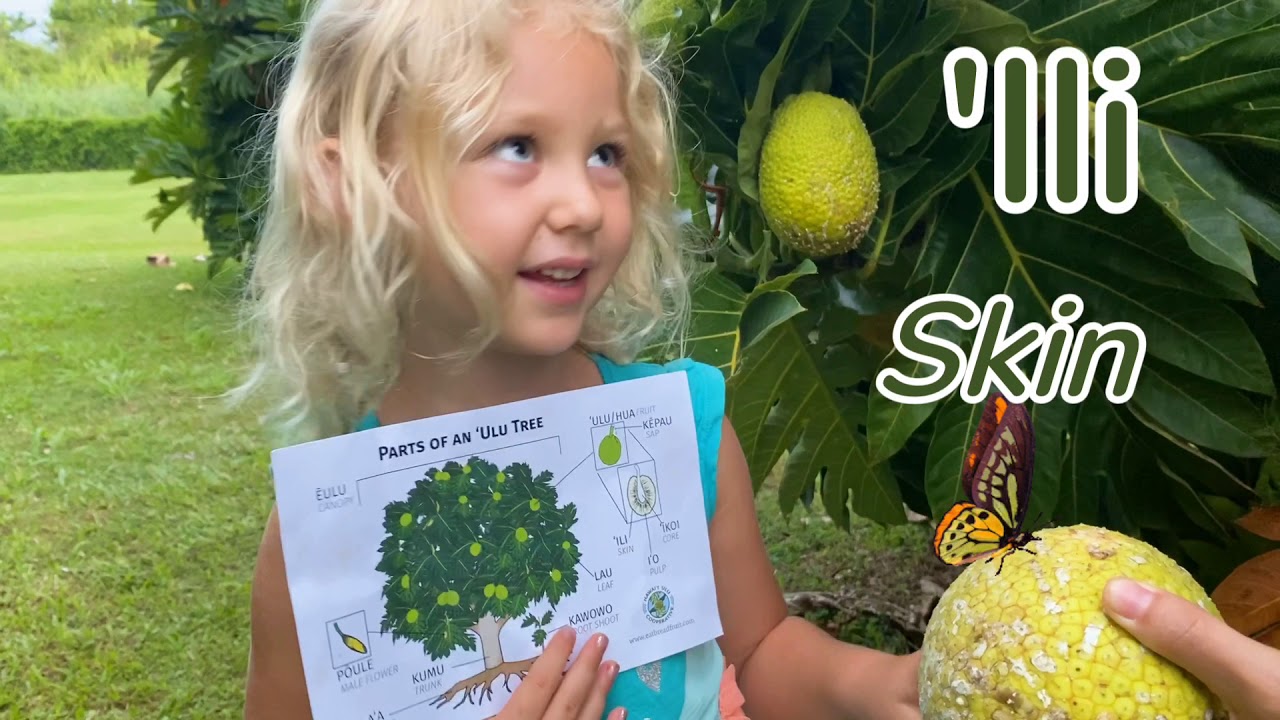 Parts of the ‘Ulu Tree: Matching Game - YouTube