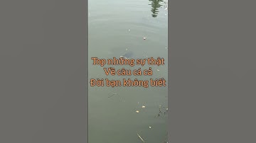 Top những sự thật cả đời bạn cũng không biết về câu cá P2