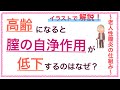 教科書をわかりやすく！「膣の自浄作用とは？デーデルライン桿菌とは？」〜老人性膣炎について解説！〜