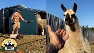 How I Got My Llama To Trust Me | The Asher House