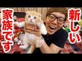 【ご報告】家族が増えました！猫飼います！【ヒカキンTV】【ねこ  cat】