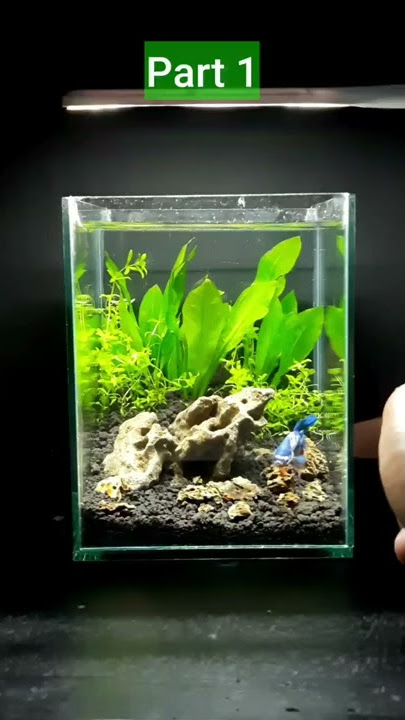 Aquascape mini sederhana #shorts #aquascapemini