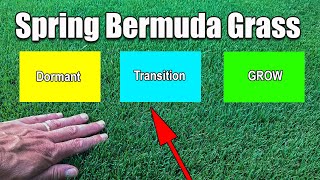 Where is Your Spring Bermuda Grass