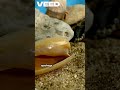 Ancient Ocean Clams Revealed #facts