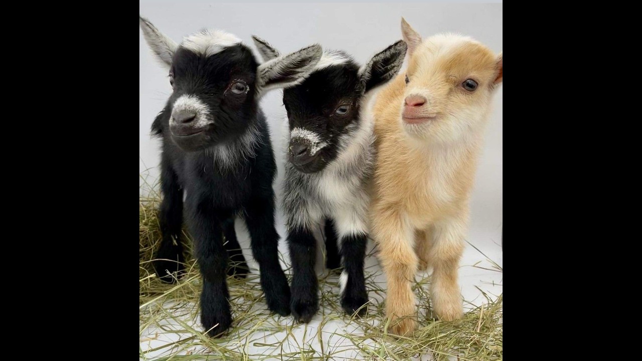 🐕 Супер смешные и милые видео с животными! 🐈 Поднимите себе настроение! 😺