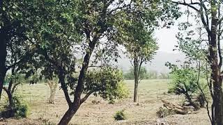 Palampur Lahat Ritt Kotlu Jaisinghpur