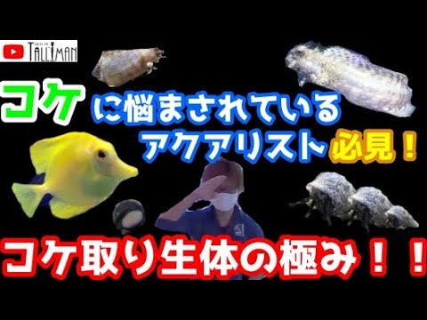 海水コケ取り生体の極み ショートマンtv Youtube