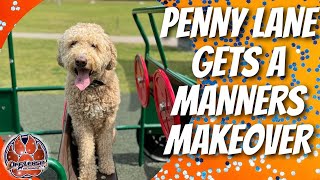 Birmingham Dog Trainers  4 year old Labradoodle gets a manners makeover!