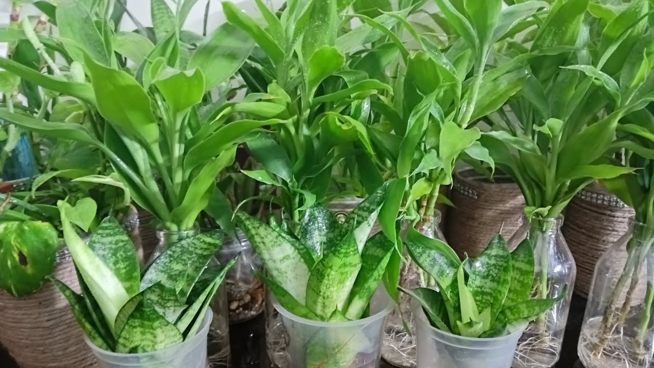 🪴ইনডোর প্লান্টস গুলো মরা পাতা বেছে ধুয়ে মুছে পরিষ্কার করে পানি স্প্রে করে দিলাম#। my sweet home. 