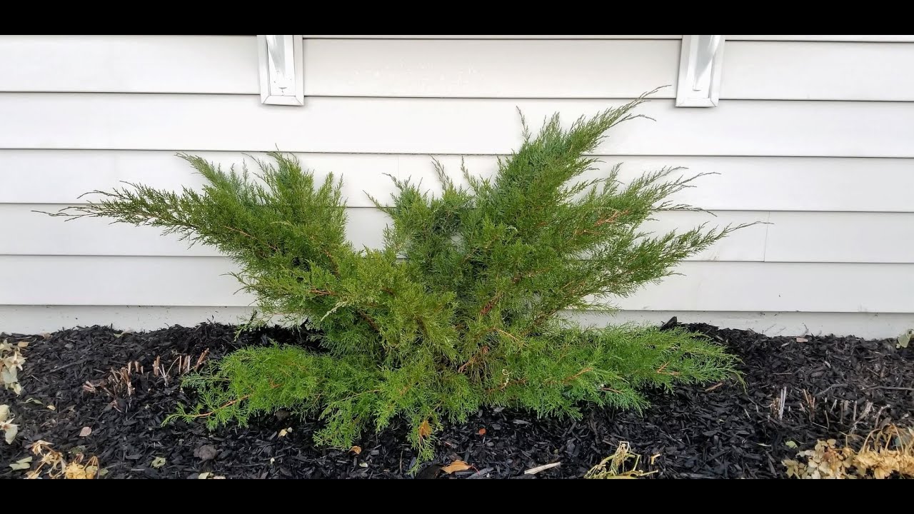 Growing a Sea Green Juniper YouTube