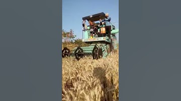 Mini NS 29 in wheat 🌾🌾 Subscribe channel...