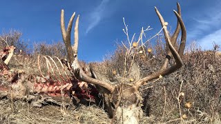 SHED HUNTING 2020: Sets and a BIG Deadhead