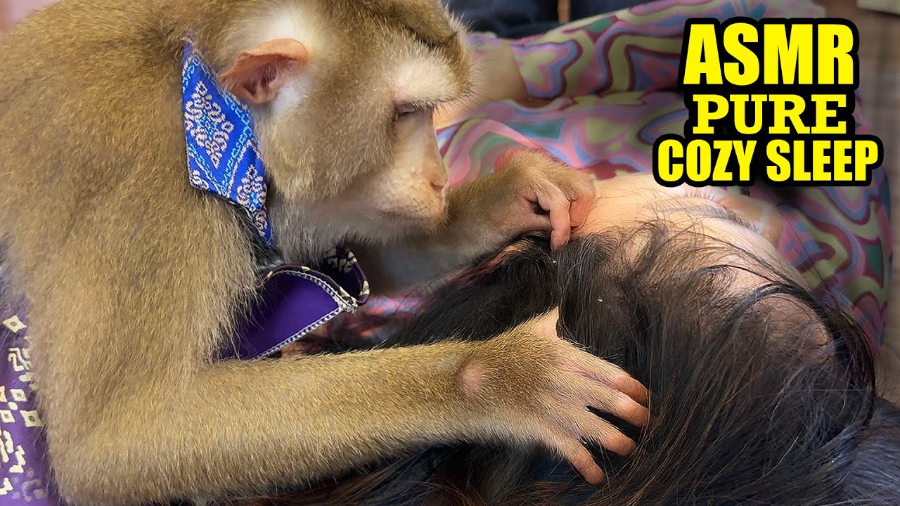 Instant Sleep ASMR – VIP Monkey Grooming Sounds by Judy (No Talking)