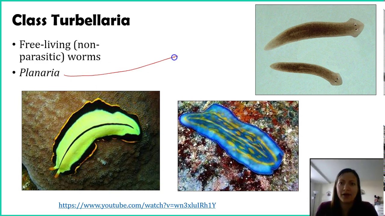 clasa platyhelminthes