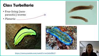 Phylum Platyhelminthes - Part 1