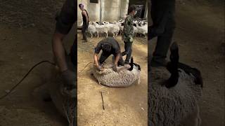 Wooliest Sheep In The County FINALLY Trimmed