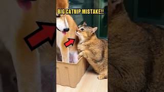 Celebrity Dog Smelled Like Catnip! 😭❤️ Profile