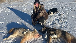 Coyote And Wolf Trapping