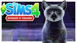 ПРИЗРАЧНЫЙ КОТ 👻\The Sims 4: Кошки и собаки #5 ПРИЗРАЧНЫЙ КОТ 👻\The Sims 4: Кошки и собаки #5