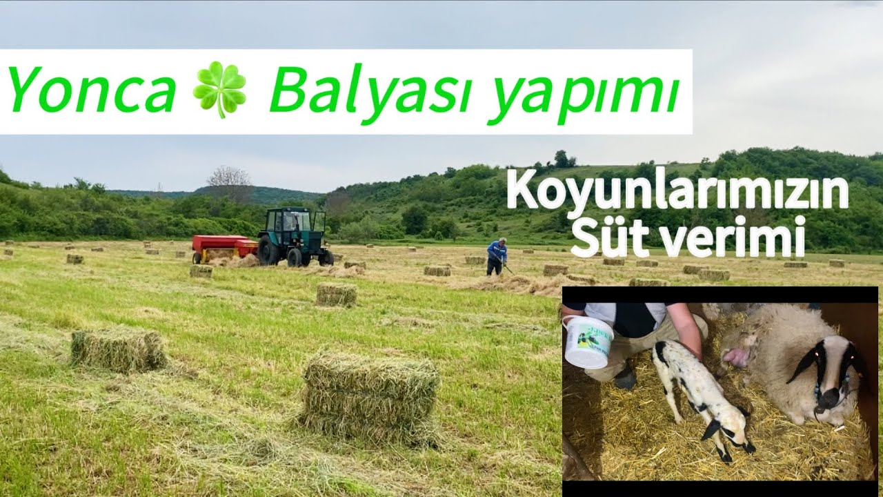 Yonca Balyası nasıl yapılır~ Koyunlarımızın süt verimi çiftlik işleri #село #sheep #koyun #animals