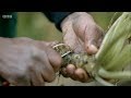 Kate Humble in Back to the Land ( Excerpt ) Part 1 - Wasabi farming