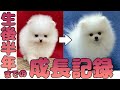 【成長記録まとめ】ポメラニアンの子犬が大きくなるまで【生後半年】