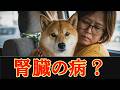 腎臓病なら余命はかなり短い・・・検査結果を待つことになりました・・・