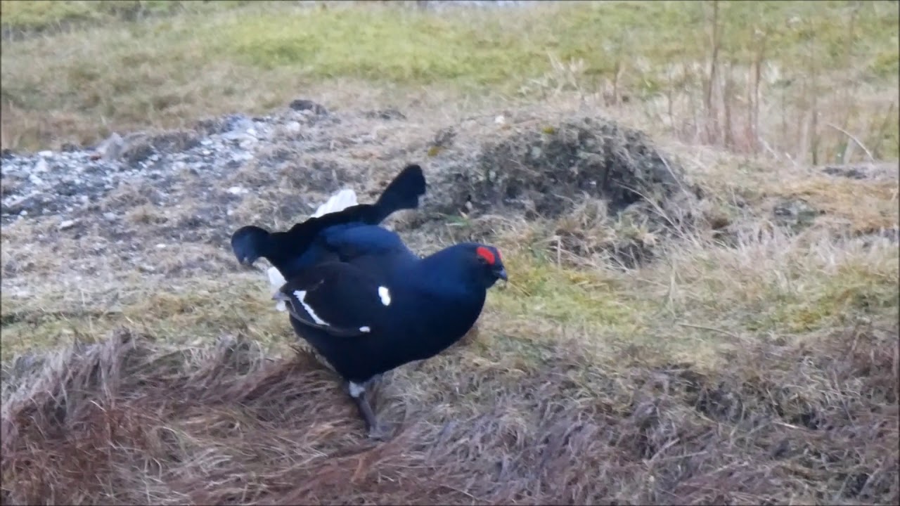 Black Grouse and Goshawks, 17th February 2018 