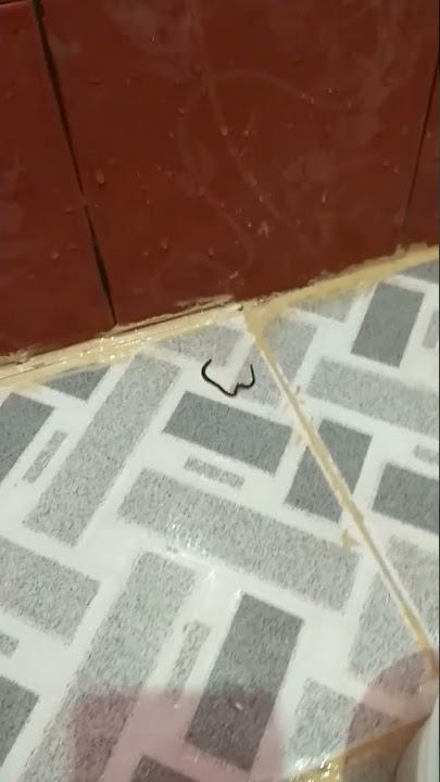 reaksi cacing ditabur garam #shorts #fyp