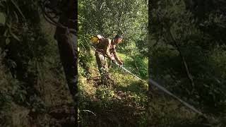 Mulching in apple plant on 18.07.018 dy romeo.9x in apple velly Bagsiad..