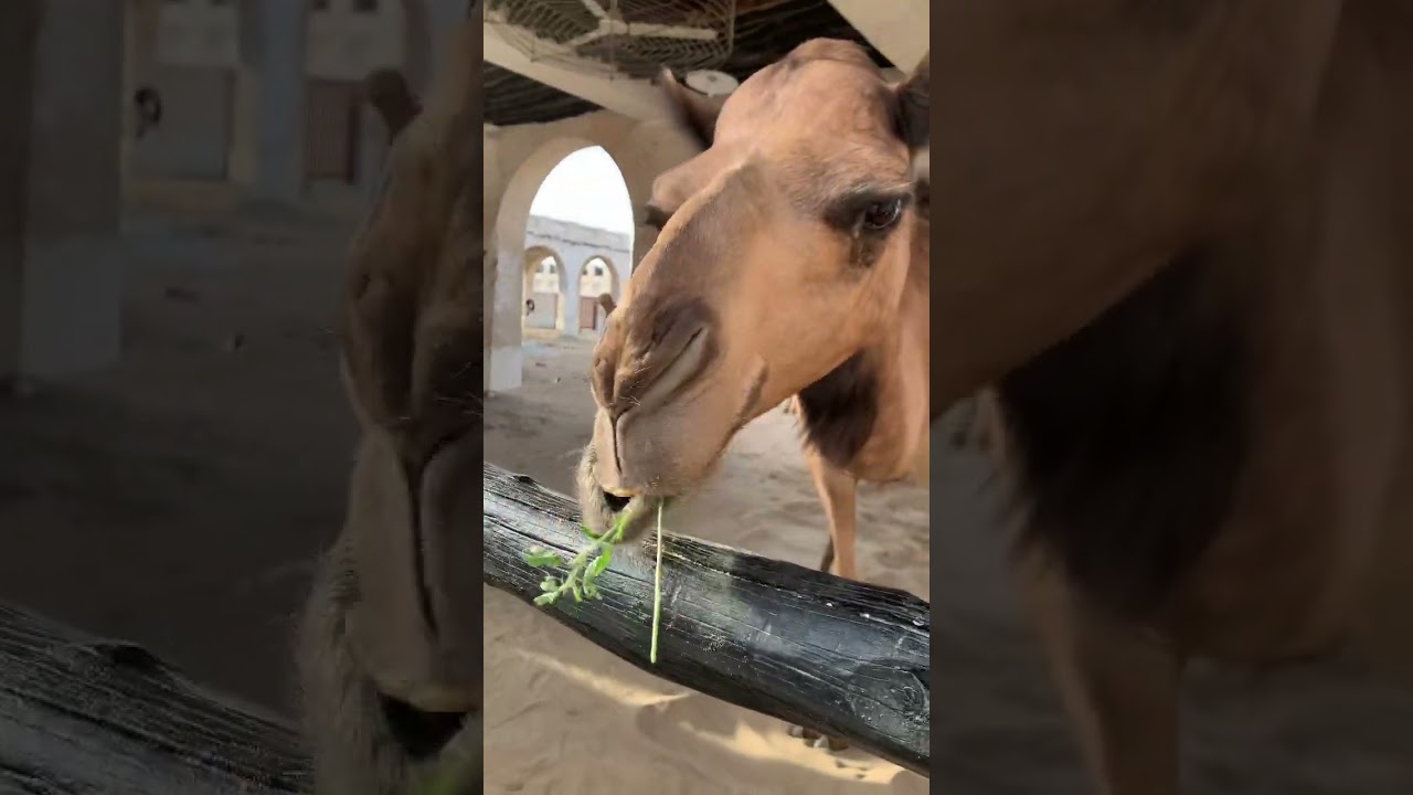 Camels in Doha 