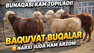 ☎️91-739-94-94 BUNAQASI KAM TOPILADI BAQUVVAT BUQALAR NARXI JUDA ARZON