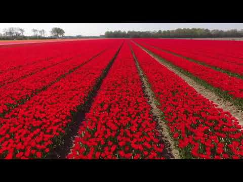 Tulpen Van Boven ?? - Dronebeelden Van Langedijk