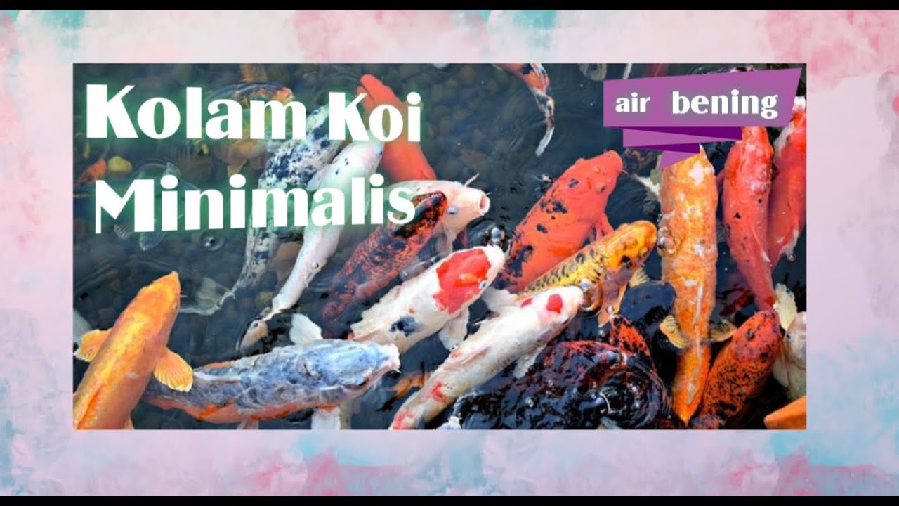 Kolam Koi Minimalis Modern - Kolam Ikan Koi Sederhana Design Minimalis