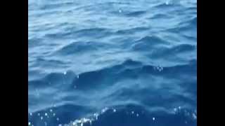 Dr Chris And Rick Black Marlin At Panama Big Game Club