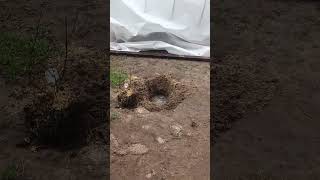 Голубику пересаживаю на постоянное место!#дача #сад #голубика #garden #shorts