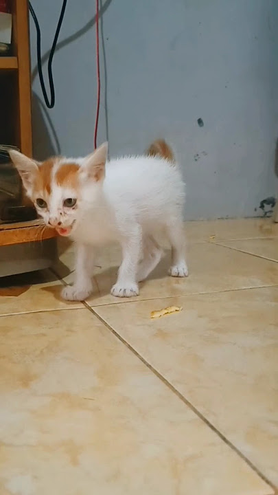kucing mama pergi #kucinglucu #funnykittens #catlover