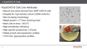 Latest Developments in High Titer Transient Protein Expression using the ExpiCHO