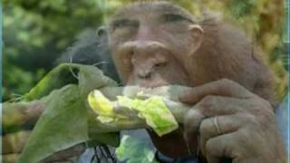 george bush monkeys