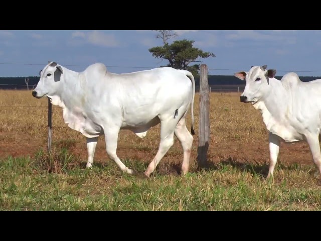 LOTE 26   3827 3742 mp4