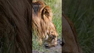 King Olonchera watching his queen while she is quenching her thirst in Masai Mara grasslands, Kenya